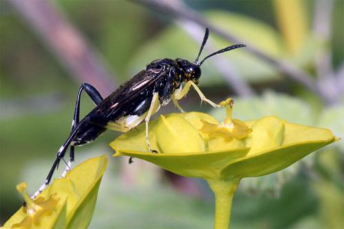 Réf. 44 884 : Macrophya montana