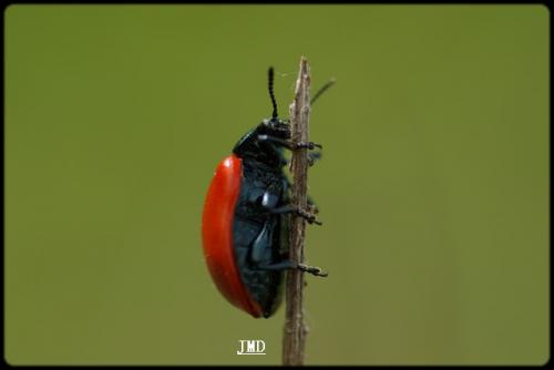 Chrysomela populi