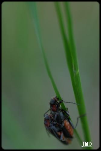 Cantharis fusca