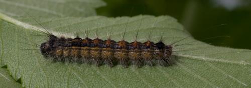 Lymantria dispar