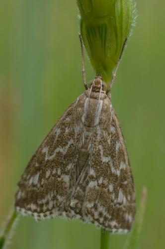 Evergestis frumentalis