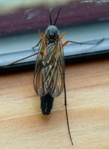 Réf. 44 477 : Platyura marginata