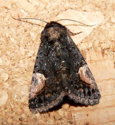 Aedia funesta