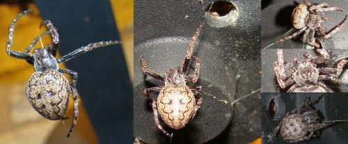 Nuctenea umbratica