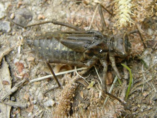 Réf. 44 284 : Epitheca bimaculata