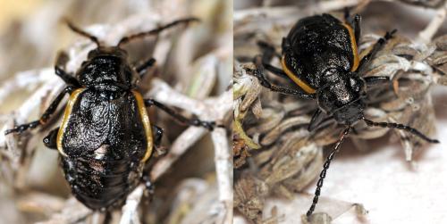 Réf. 44 276 : Arima marginata