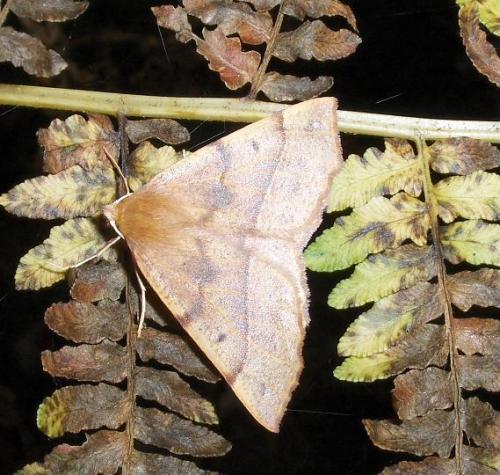 Réf. 44 824 : Colotois pennaria