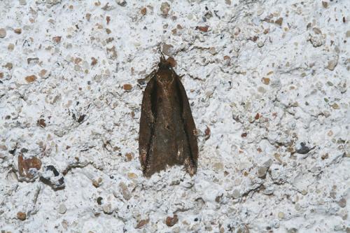 Réf. 44 308 : Acleris sp.