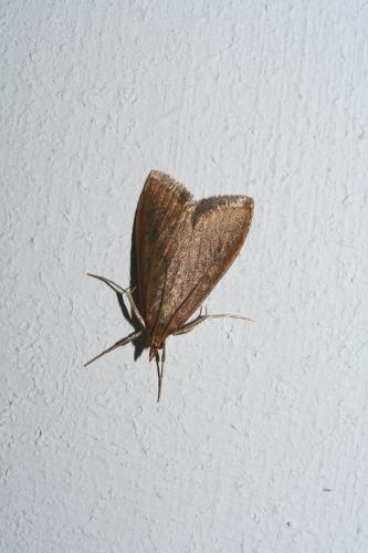 Udea ferrugalis