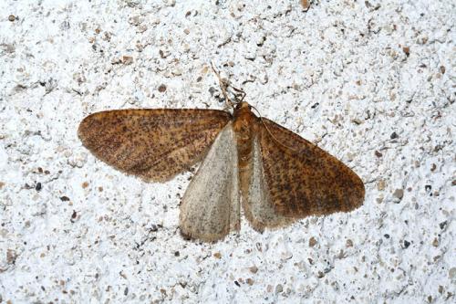 Erannis defoliaria
