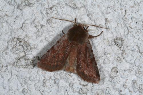 Cerastis rubricosa