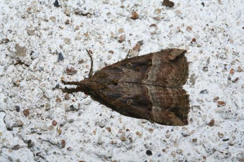 Réf. 44 698 : Hypena rostralis
