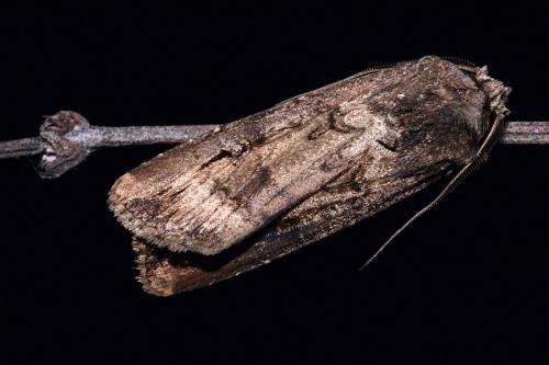 Réf. 44 413 : Agrotis ipsilon