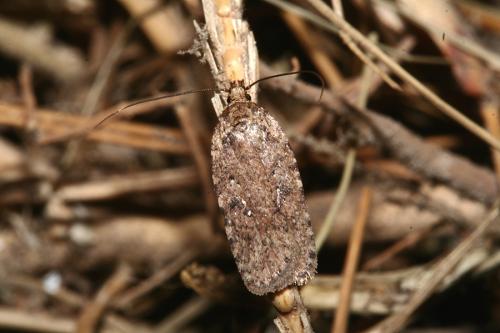 Agonopterix heracliana