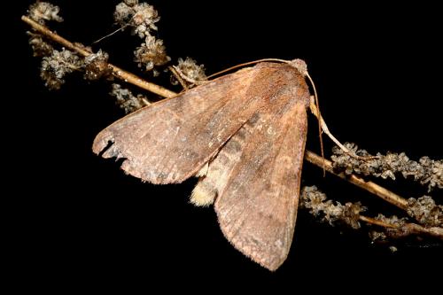 Agrochola helvola