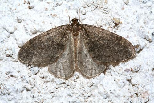 Réf. 44 567 : Operophtera brumata