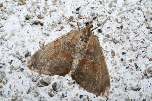 Réf. 44 700 : Thera obeliscata
