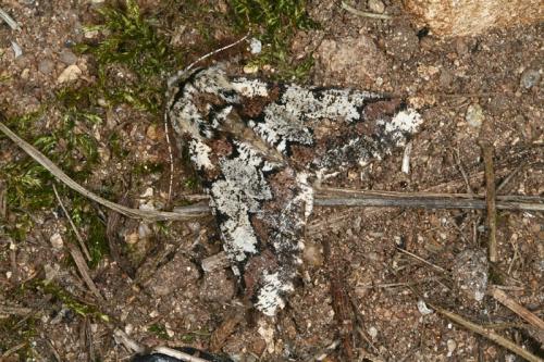 Réf. 44 763 : Biston strataria