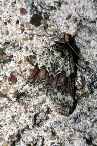 Réf. 44 420 : Nycteola sp.