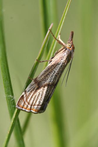 Réf. 44 805 : Thisanotia chrysonuchella