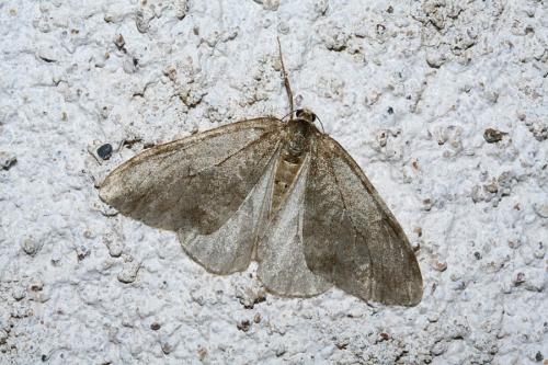 Epirrita sp.