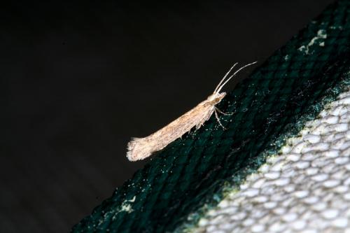 Plutella xylostella