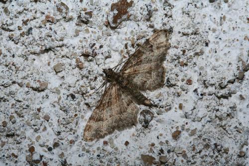 Gymnoscelis rufifasciata