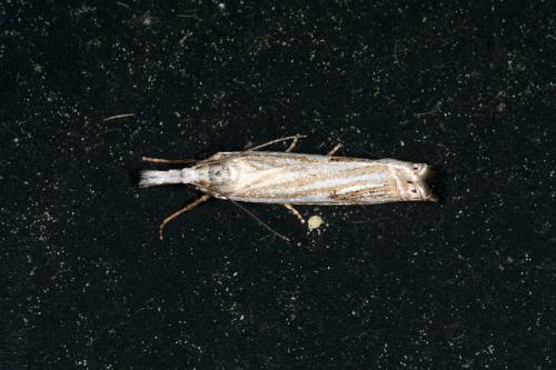 Réf. 44 971 : Crambus lathoniellus