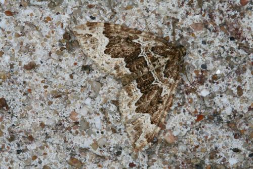 Réf. 44 809 : Lampropteryx suffumata