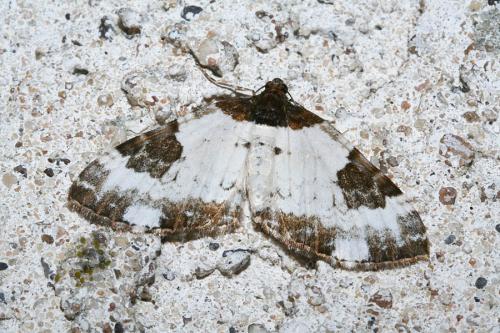 Réf. 44 525 : Melanthia procellata