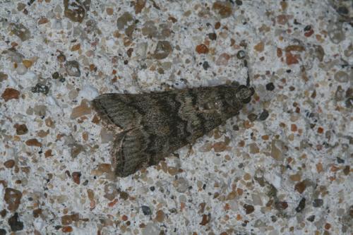 Dioryctria simplicella