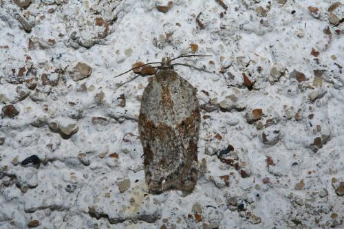 Acleris sp.