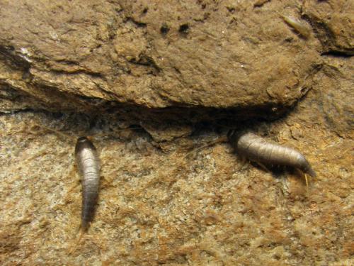 Lepisma saccharina