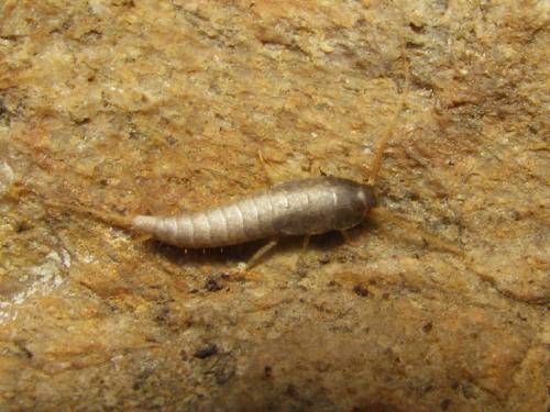 Lepisma saccharina