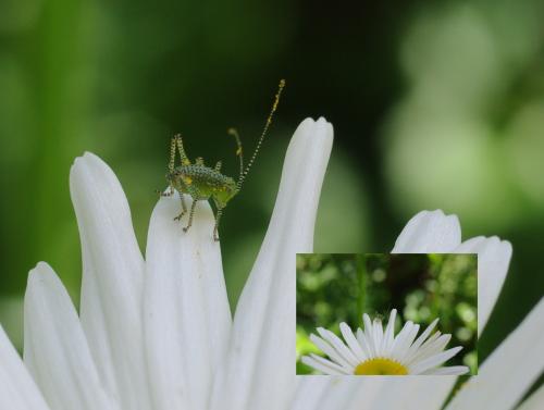 Phaneropterinae