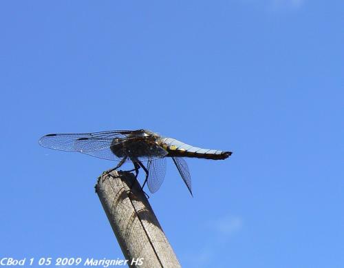 Libellula depressa