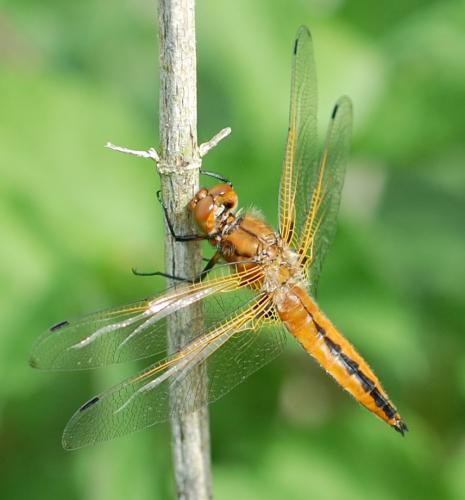 Réf. 44 408 : Libellula fulva