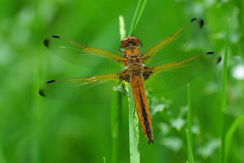 Réf. 44 494 : Libellula fulva
