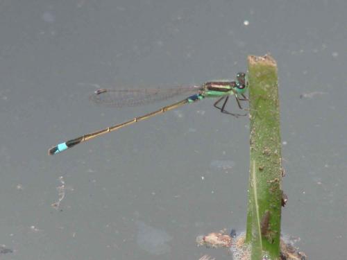 Ischnura senegalensis