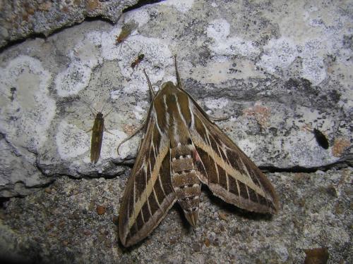 Hyles livornica