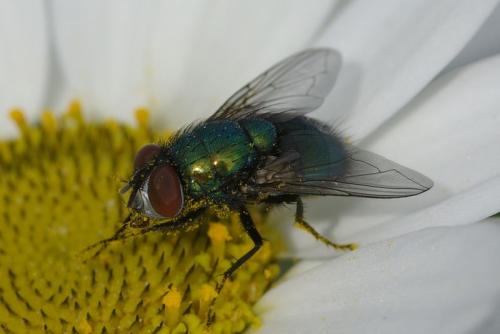 Lucilia sericata
