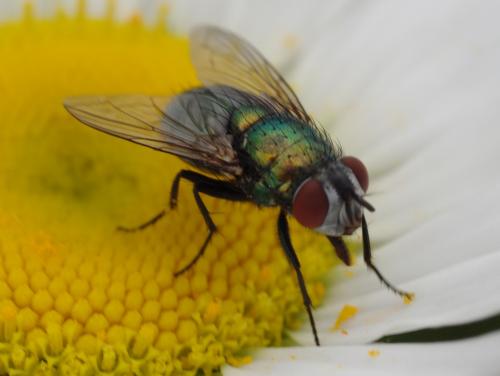 Lucilia sp.
