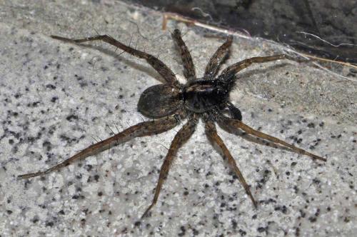 Pardosa hortensis