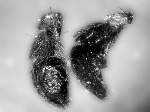 Pardosa hortensis