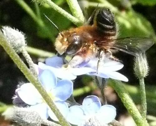 Megachile sp.