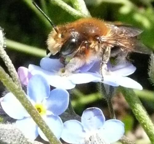 Megachile sp.