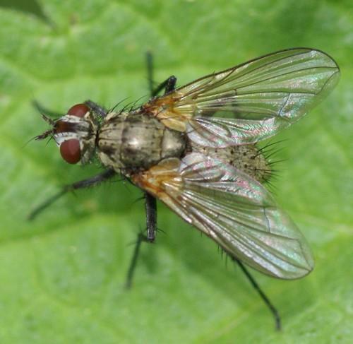 Macquartia grisea