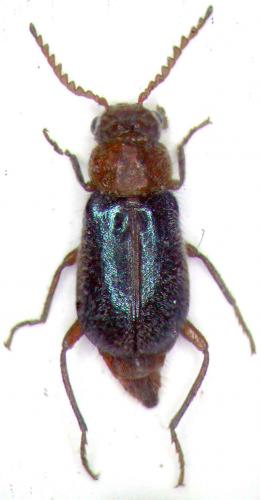 Réf. 44 367 : Condylops sp.