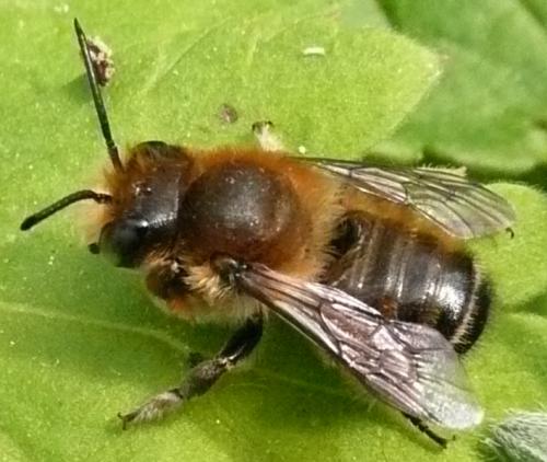 Megachile sp.