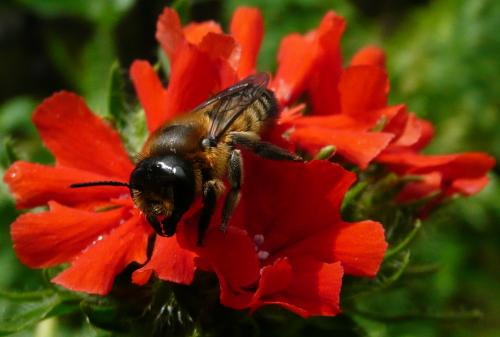Réf. 44 861 : Megachile sp.